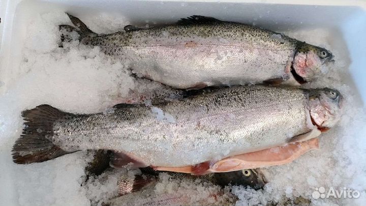 Форель свежая, Карелия