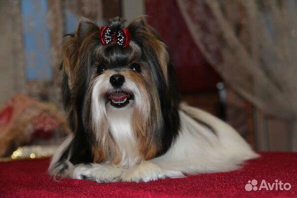 Бивер вязка