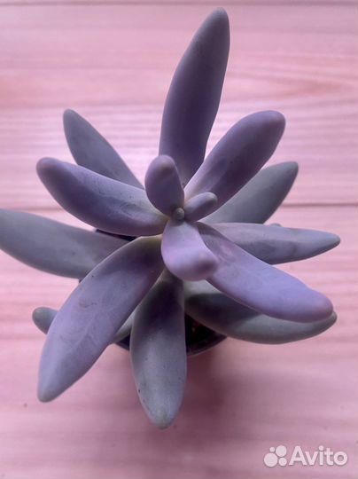 Пахифитум (разные)