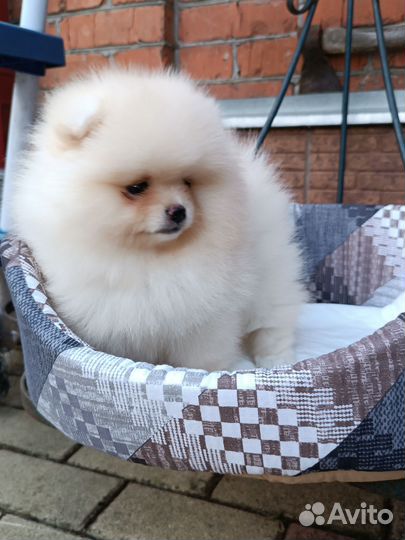 Мини девочка