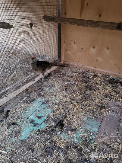 Продаются фазаны, куры