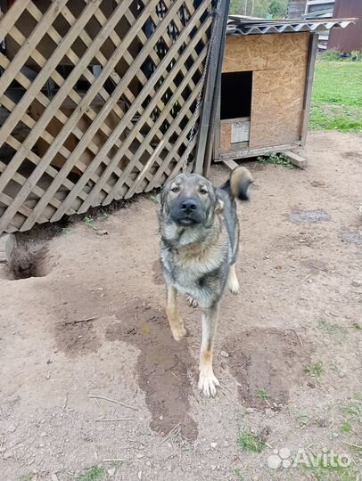 Красныйволенд