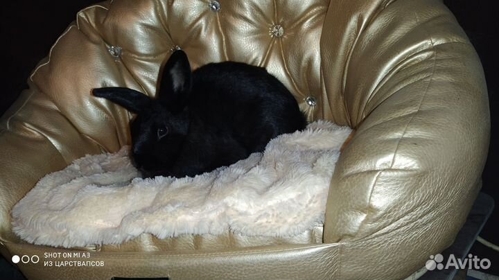 Карликовый кролик для дома