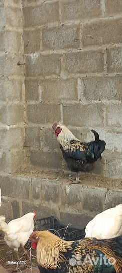 Молодые петушки