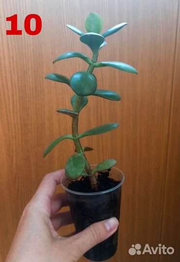 Толстянка, крассула, суккулент, комнатный цветок