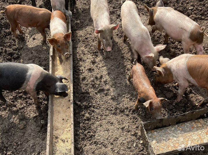 Поросята