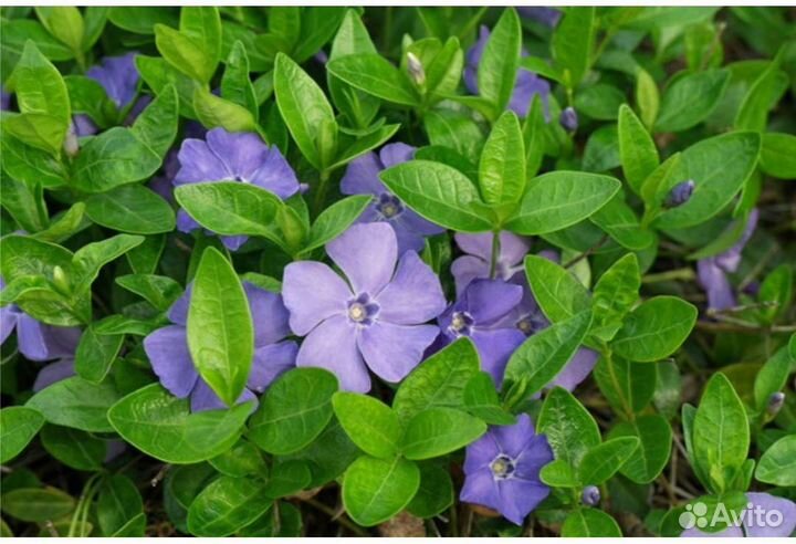 Барвинок растение