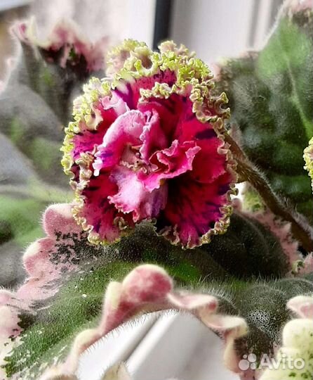 Фиалка, детки.(список 2)