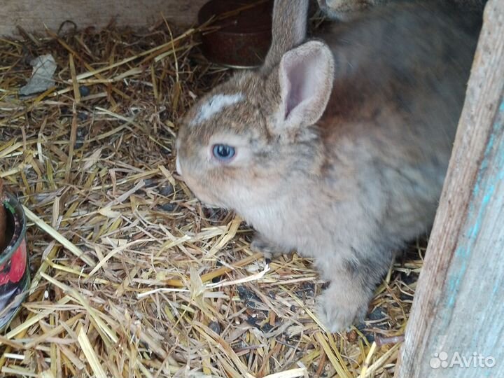 Декоративные кролики