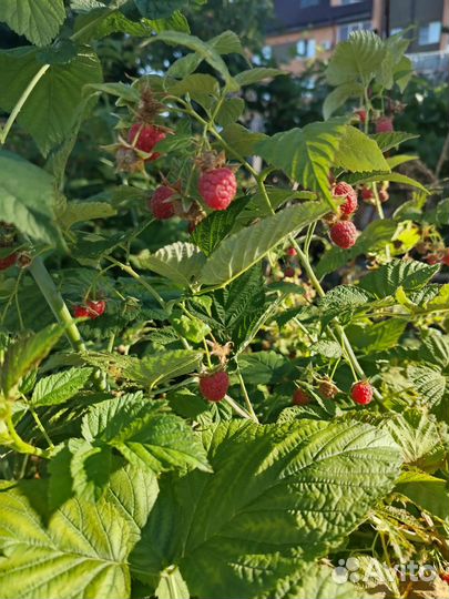 Малина, вишня