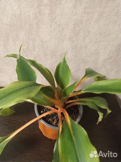 Комнатные растения Хлорофитум Грин Оранж