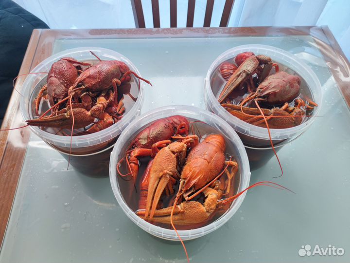 Раки варёные