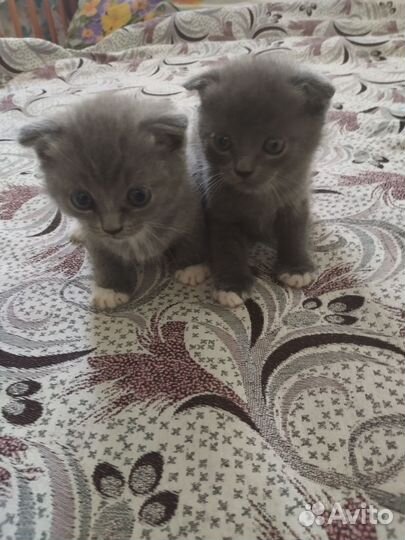 Шотландская вислоухая кошка бесплатно