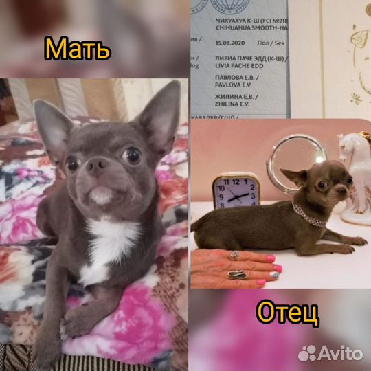 Щенки чихуахуа