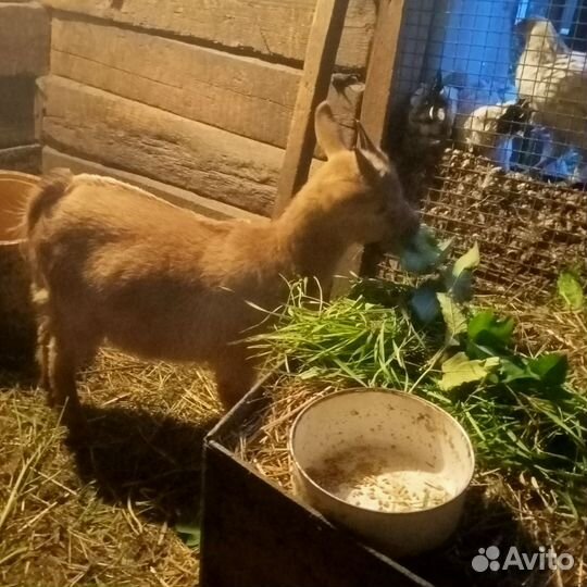 Коза