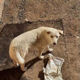 Собака в добрые руки отдам бесплатно