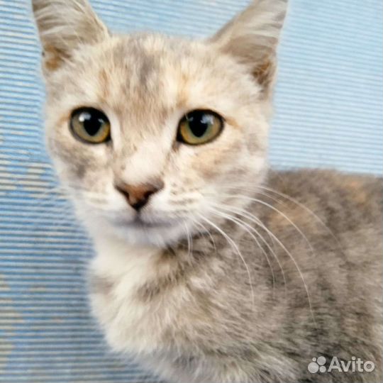 Дымчатый котенок (кошечка)