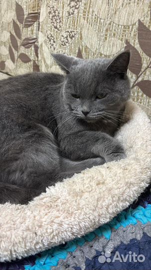 Британская кошка