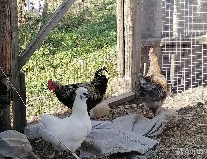 Продаю петухов