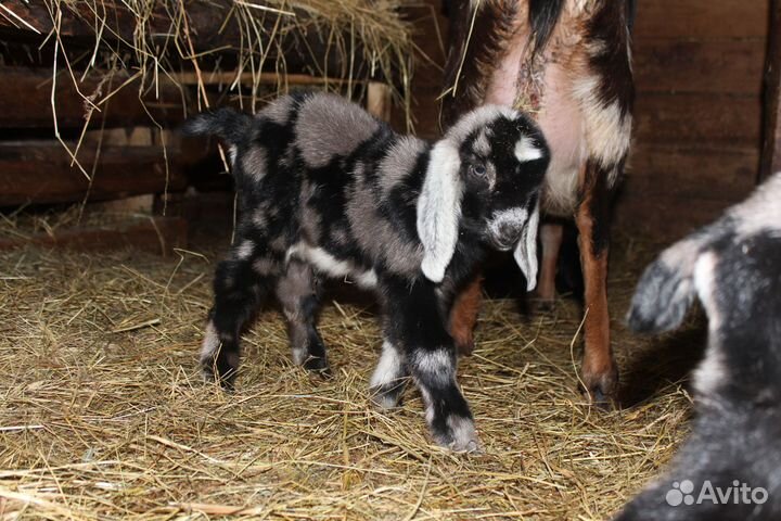 Нубийские козлята