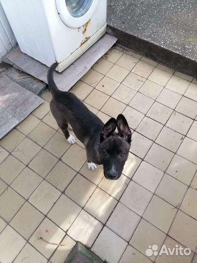 Собаки потеряшка