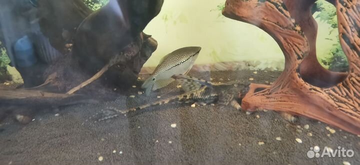 Аквариум с тумбой 300 литров