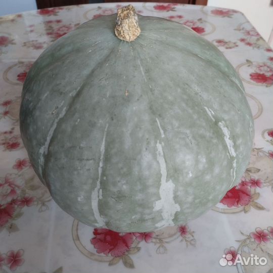 Тыква, кабачки