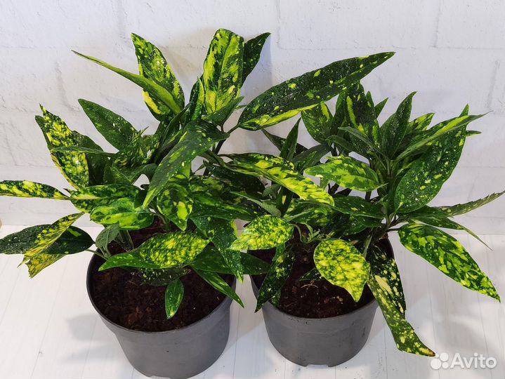 Вариегатная Аукуба японская сорт Голден Кинг