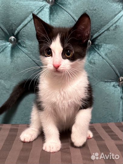 Котенок, мальчик, 2 месяца