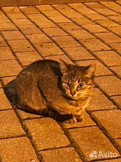 Молодая кошечка ищет дом