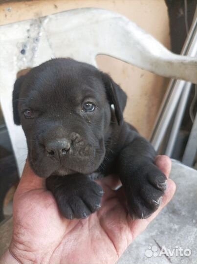 Щенки коне корсо