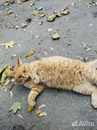 Кусь-кусь от котика + царапка в подарок