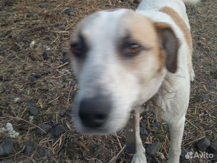 Собака в добрые руки