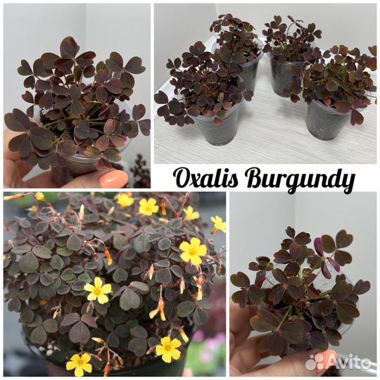 Оксалис (Кислица) разных сортов