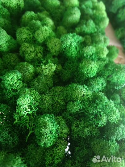 Мох стабилизированный оптом и в розницу