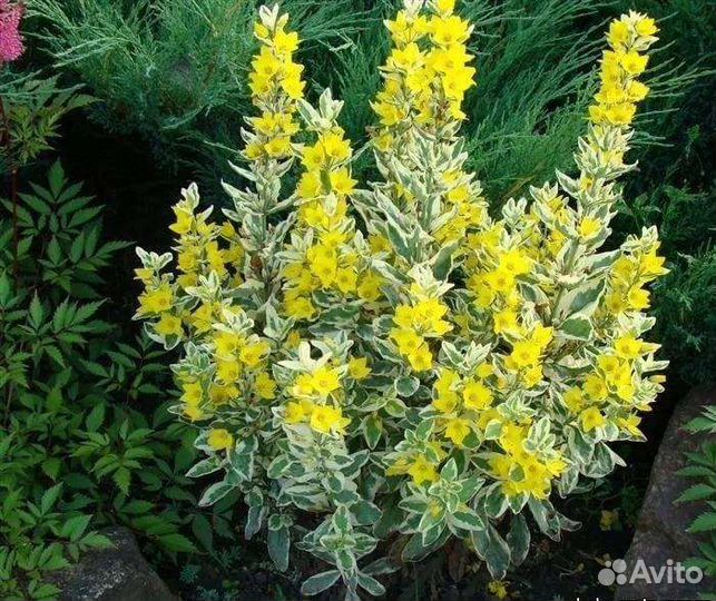 Вербейник точечный Александр пестролистный