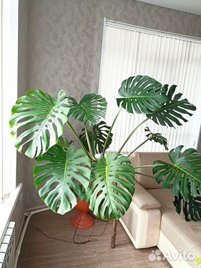 Цветок Монстэра