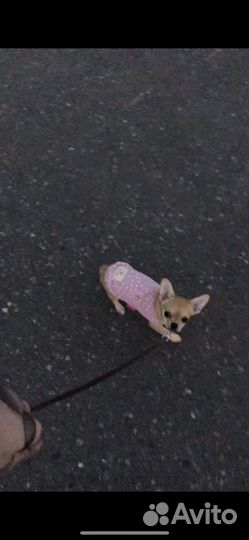 Одежда для маленьких собак, размер xs