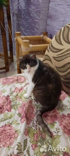 Стерилизованная кошечка 8 месяцев