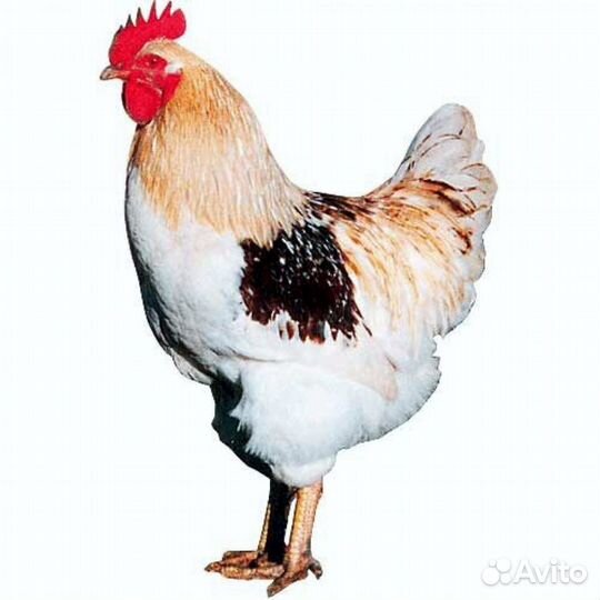 Петухи