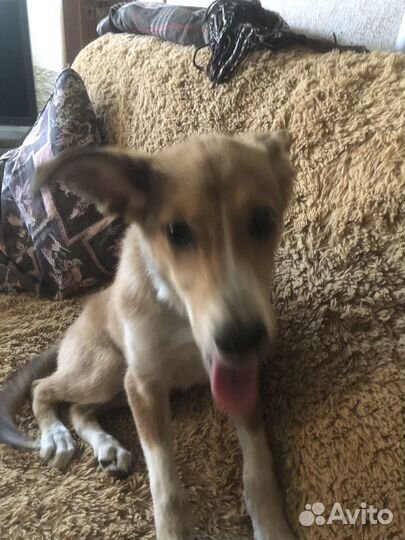 Нашли собаку