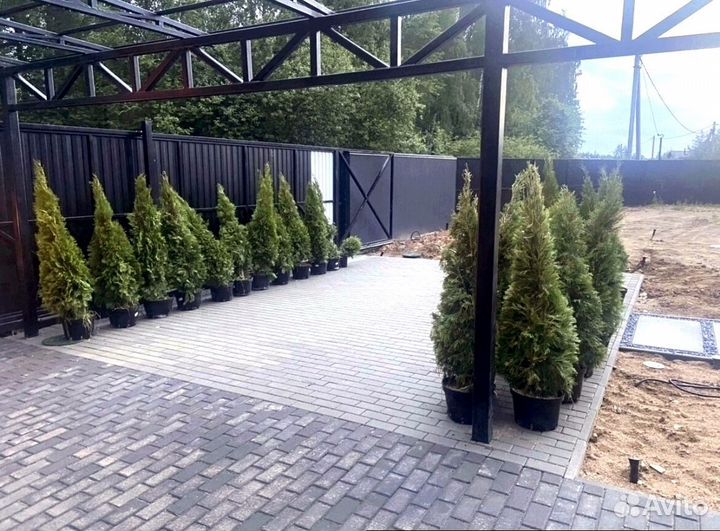 Туя екстра класса