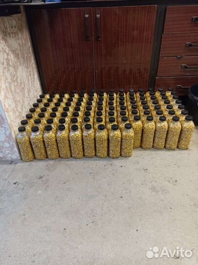 Вареная кукуруза для рыбалки