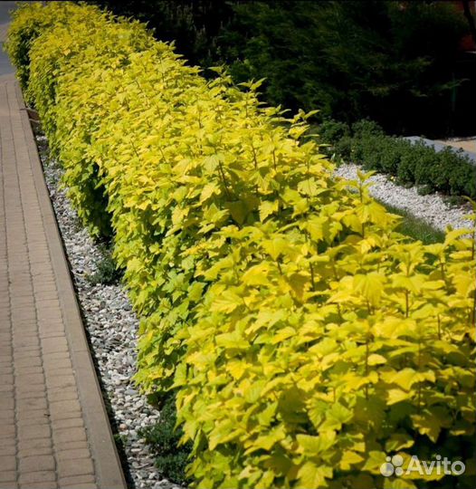 Пузыреплодник 