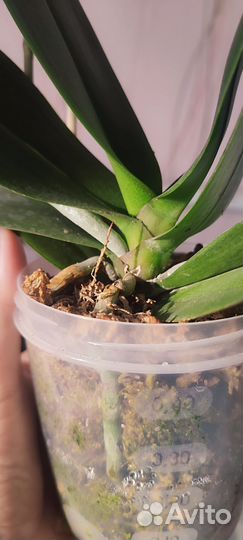 Белоснежный биг лип