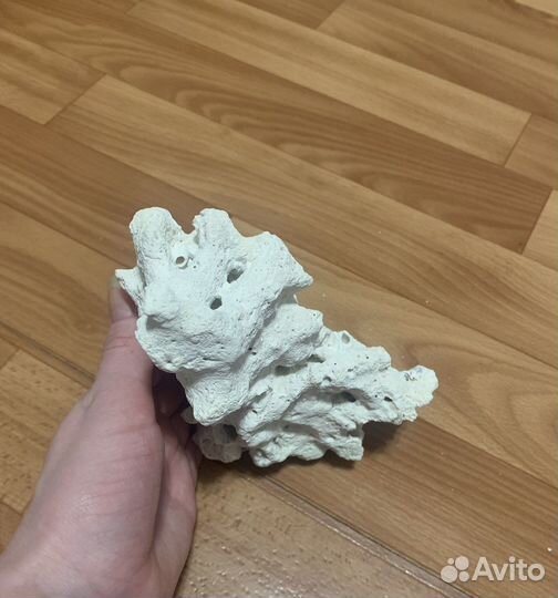 Коралл Мальдивы