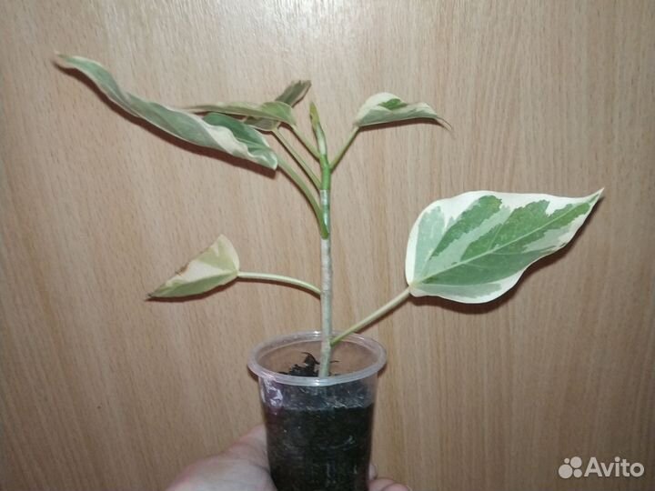 Фикус румфи Вайт (White) вариегатный