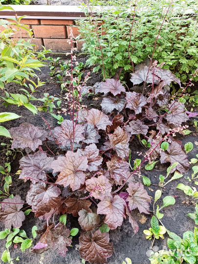 Хоста, гейхера, примула, герань