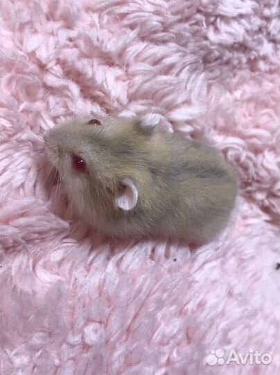 Джунгарский хомяк