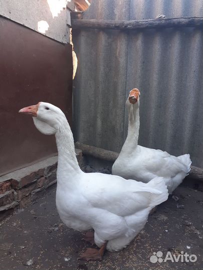 Холмогорские гуси. Тульские гуси